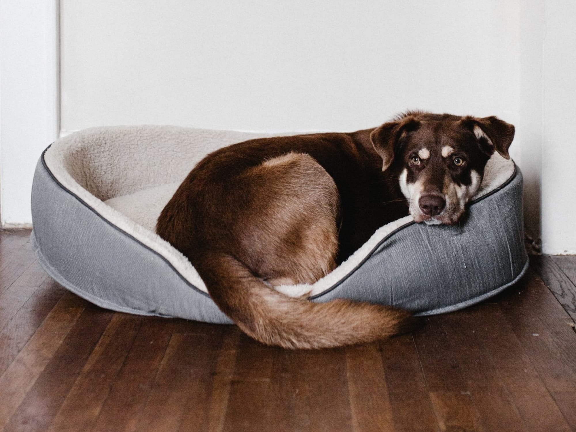 Can you give dogs ibuprofen?